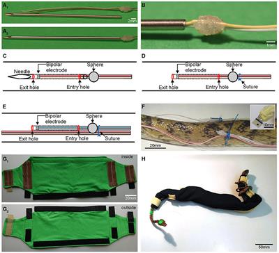 Chronic Multi-Electrode Electromyography in Snakes